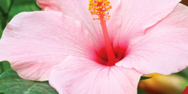 Preparatele din flori  de hibiscus au proprietăţi calmante