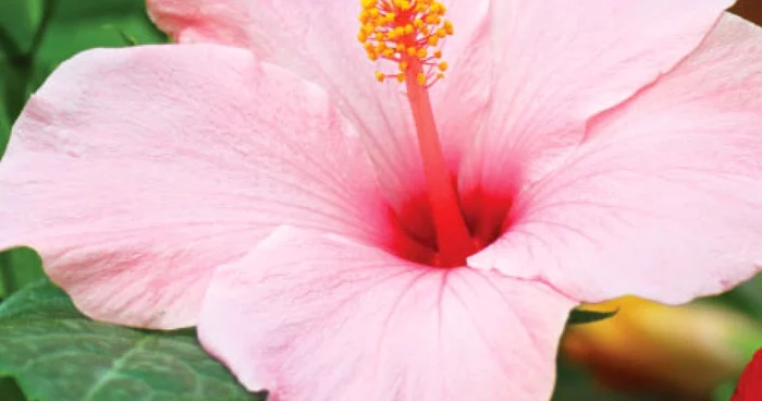 Preparatele din flori  de hibiscus au proprietăţi calmante