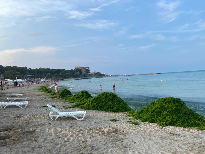 Grămezi de alge pe litoral FOTO: ABADL