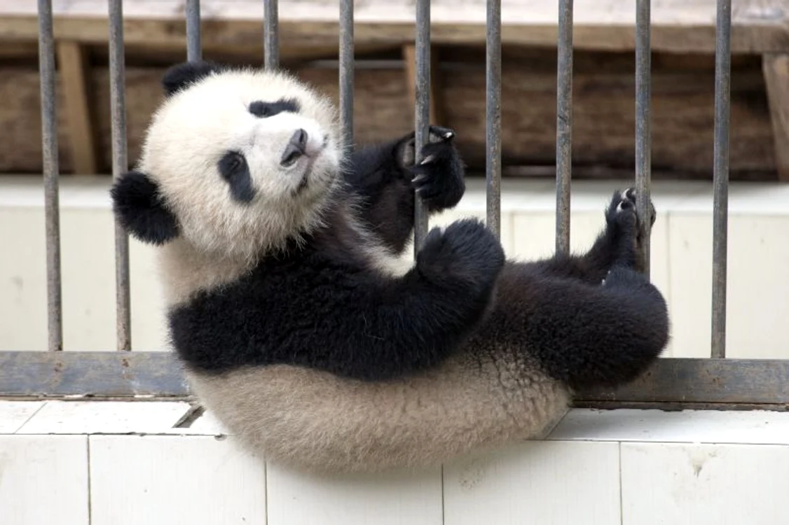 Un urs panda a vrut să evadeze, dar nu i-a ieşit! (foto: Caters)