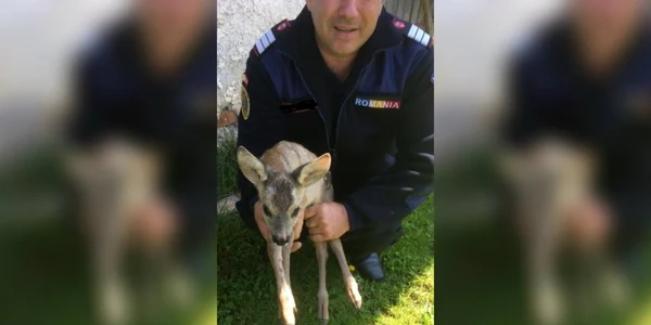pui de caprioara salvat de pompieri foto isu salaj