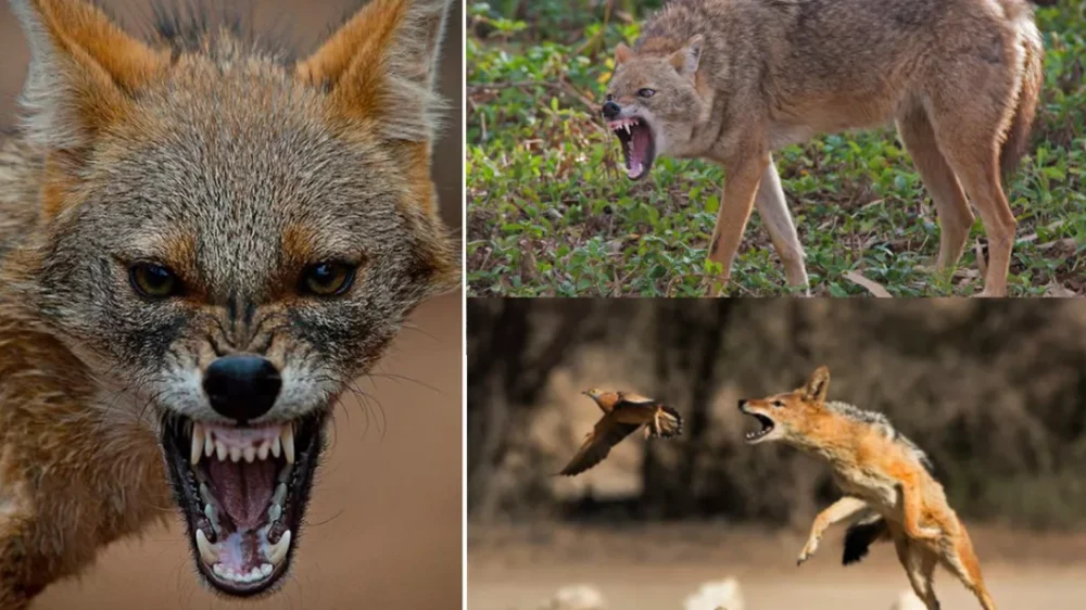 Șacalii terorizează satele din Delta Dunării. Autoritățile deschid sezonul de vânătoare