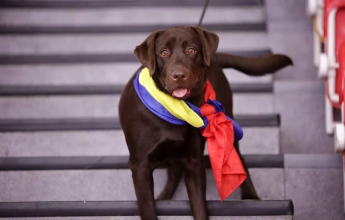 Kubush, cățelul Adelinei Ungureanu, a avut și tricolorul la gât (FOTO: Elis Iordache)