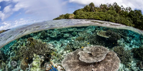 corali ocean shutterstock 294691061 jpg