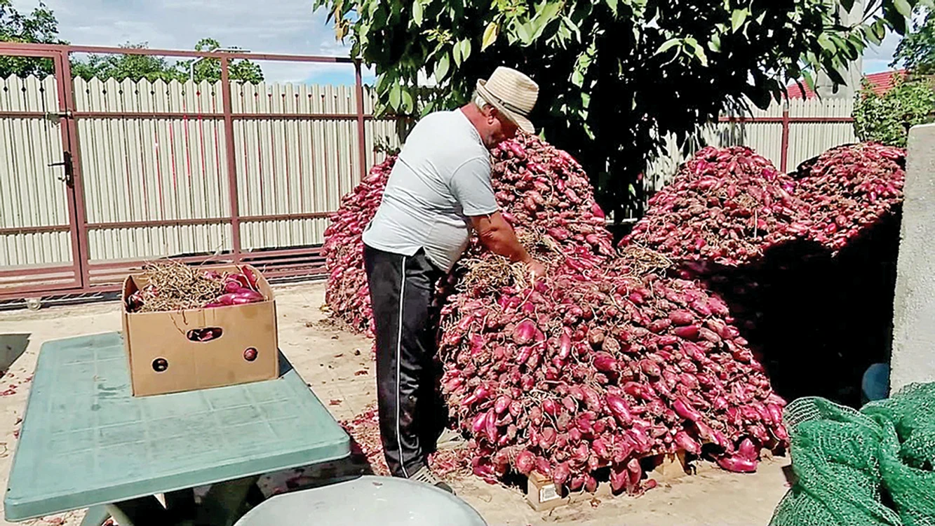 Gheorghe Manole este cultivator de ceapă din Mărăcineni. FOTO Iulian Bunilă