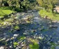 Japonia văzută prin ochii unor turiști români Facebook Vacanțe pe cont propriu