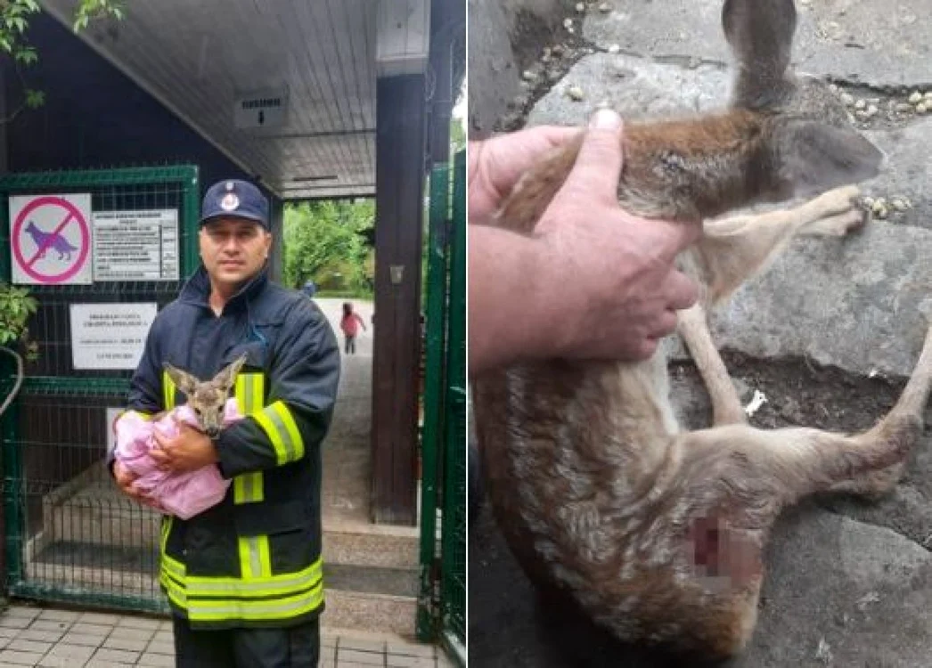 Puiul de căprioară a ajuns la Grădina Zoologică din Piteşti