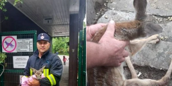 pui de caprioara salvat ISU Arges