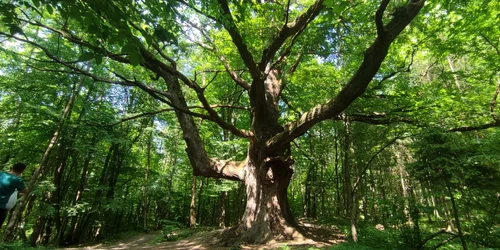 Falnicul stejar din localitatea dâmbovițeană Gheboieni. FOTO Stejarul de 1.000 de ani / Facebook