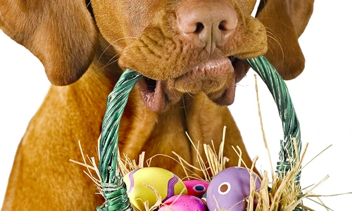 1 47204 original jpg jpeg