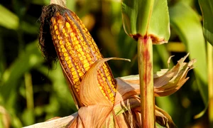 corn 1690387 1280 jpg
