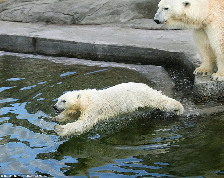 
    Ursoaica de la grădina zoo din Moscova îşi învaţă puii să înoate  