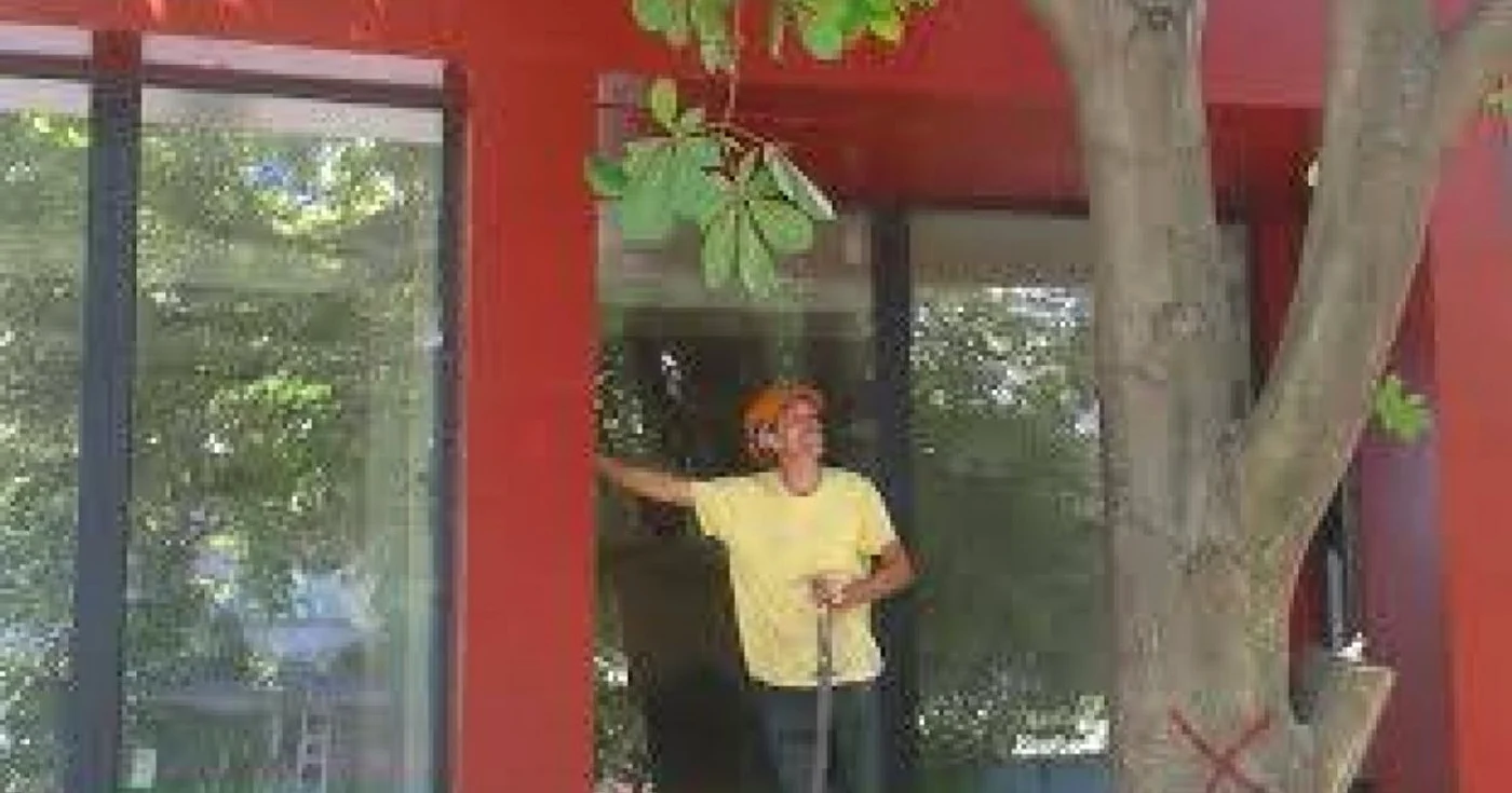 copac cernea