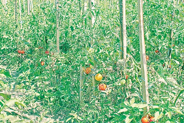 Vasile Croitoru spune  că ar avea de cules  cinci tone de roșii (FOTOGRAFII: Ştefan Borcea)