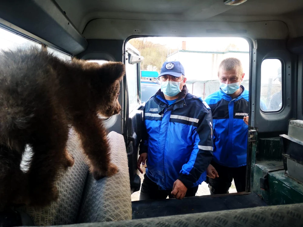 
    Puiul de urs care avea capul spart a stat pe loc și a fost capturat imediat de jandarmiFoto: Facebook/Jandarmeria Argeș  