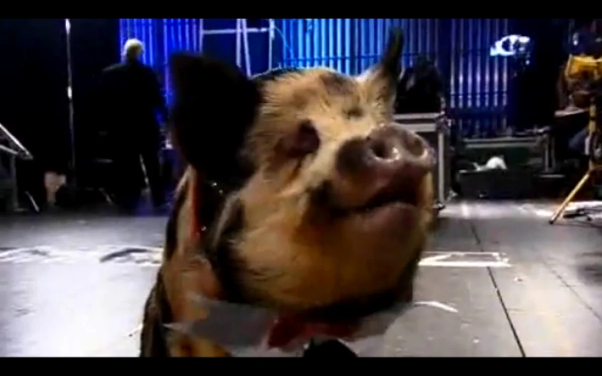 Porcul Timmy
