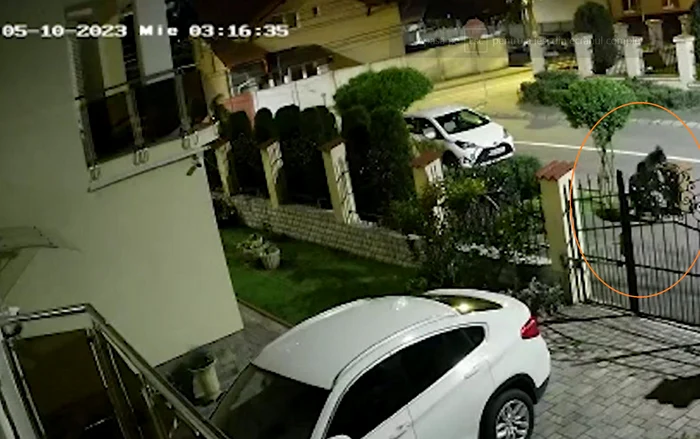 Urs plimbându-se pe străzile din Sibiu Foto captură video jpg