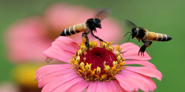 Albine colectează nectar dintr-o floare cosmos într-o grădină din Jammu Kashmir India FOTO EPA-EFE / Jaipal Singh