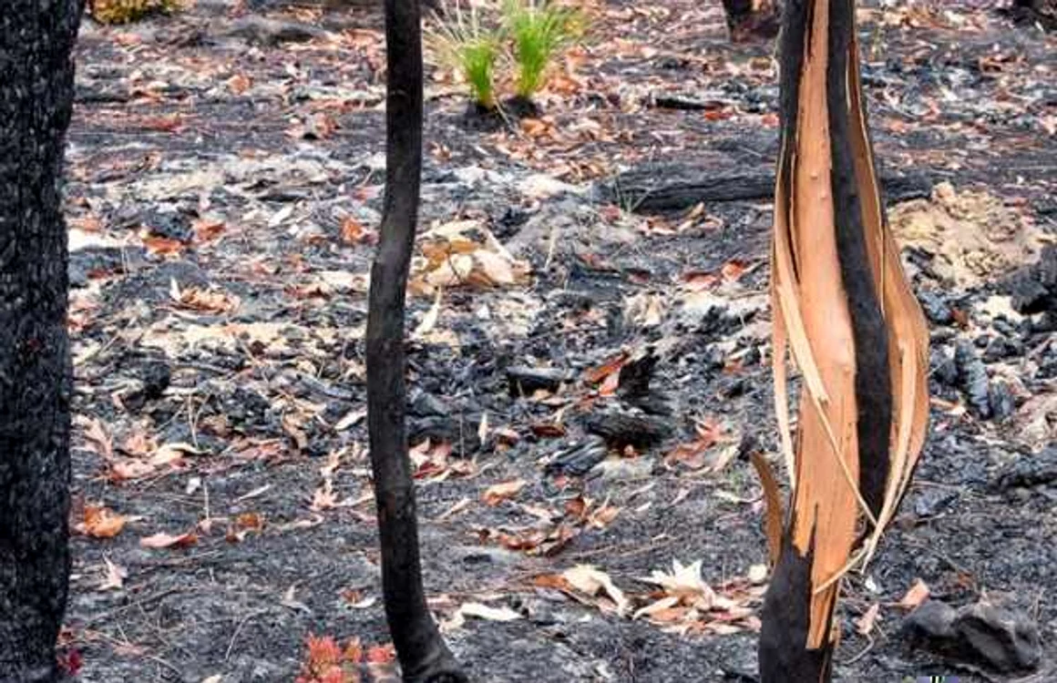 Padure care se regenereaza dupa incendiile din Australia FOTO Murray Lowe