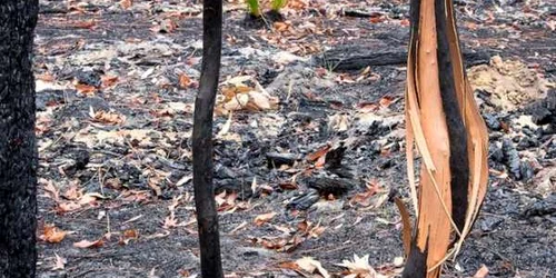 Padure care se regenereaza dupa incendiile din Australia FOTO Murray Lowe