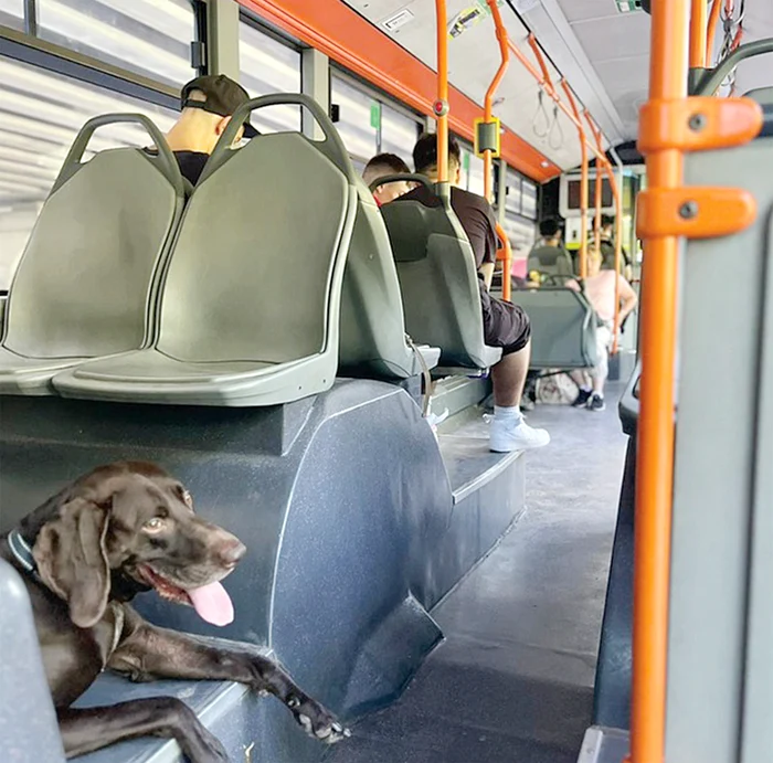 Oamenii și-au plimbat cățeii cu autobuzul