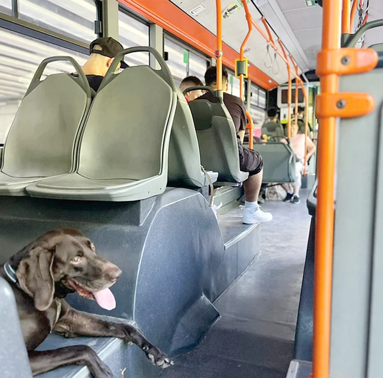 Oamenii și-au plimbat cățeii cu autobuzul