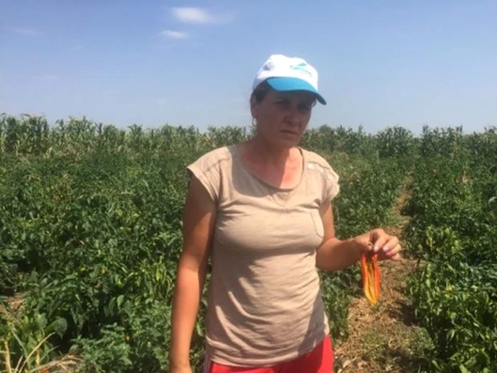 Agricultorii susţin că 70% din recoltă a fost distrusă de caniculă