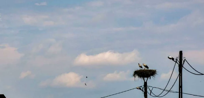 Pe stâlpii au fost montate dispozitive speciale la cuiburi FOTO Enel Dobrogea