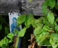 Locul natal al lui Arsenie Boca, unde ar fi fost și casa lui Foto Daniel Guță ADEVĂRUL (9) JPG