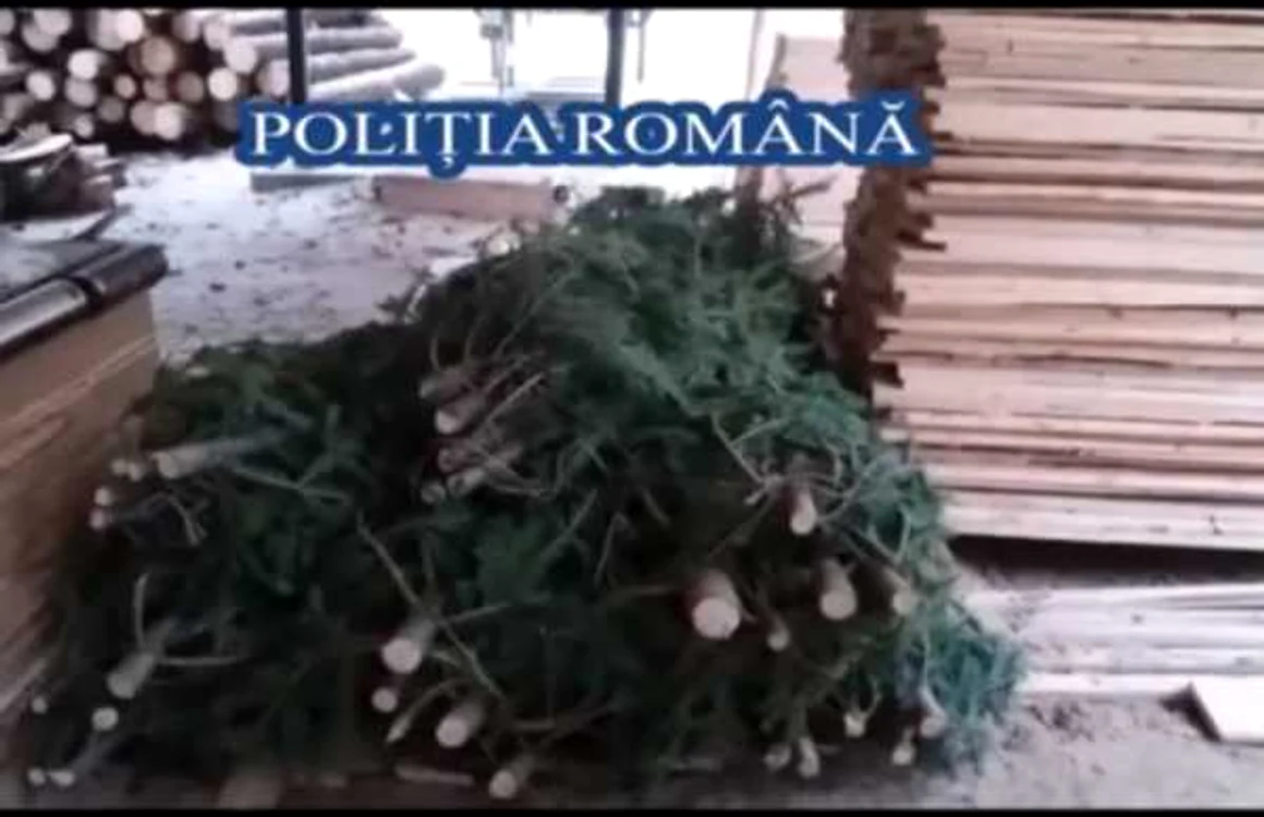 Poliţiştii au indisponibilizat peste 150 de metri cubi de lemn