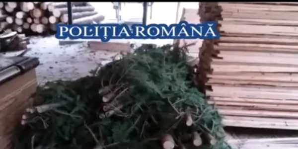 perchezitii alba