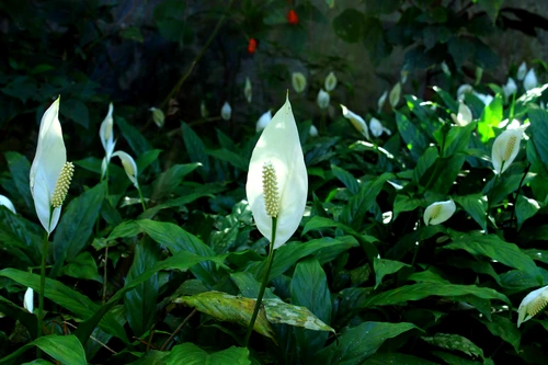 peace lily growing guide jpg jpeg