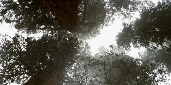 sequoia foto pixabay