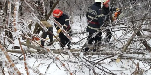 viscol arbori prabusiti