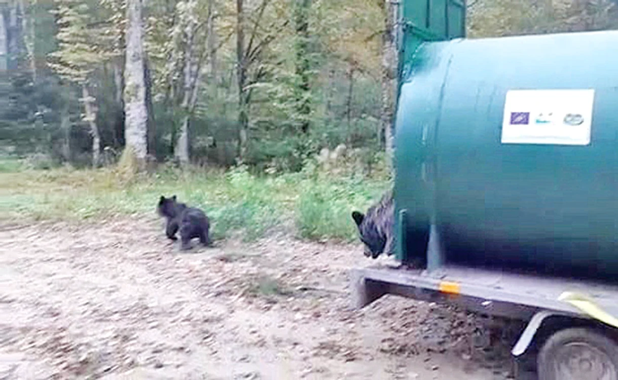 
    Animalele au fost eliberate  într-o pădure situată departe  de aşezările omeneşti  