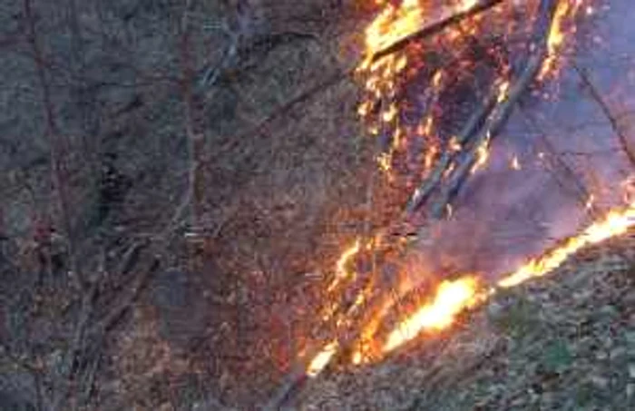 60 de hectare de padure si vegetatie uscata mistuite de flacari la Gura Lotrului