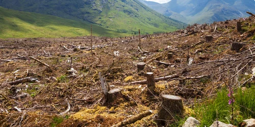 defrișare padure montana shutterstock 569562037 jpg