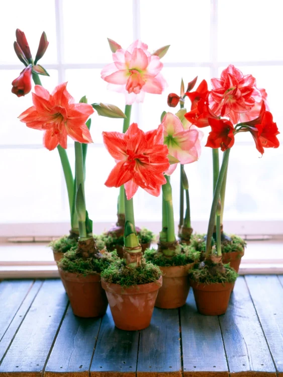 Amaryllis