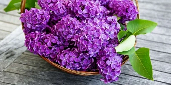 Remedii naturiste cu flori de liliac. Tratează arsurile uşoare şi alungă durerile reumatice