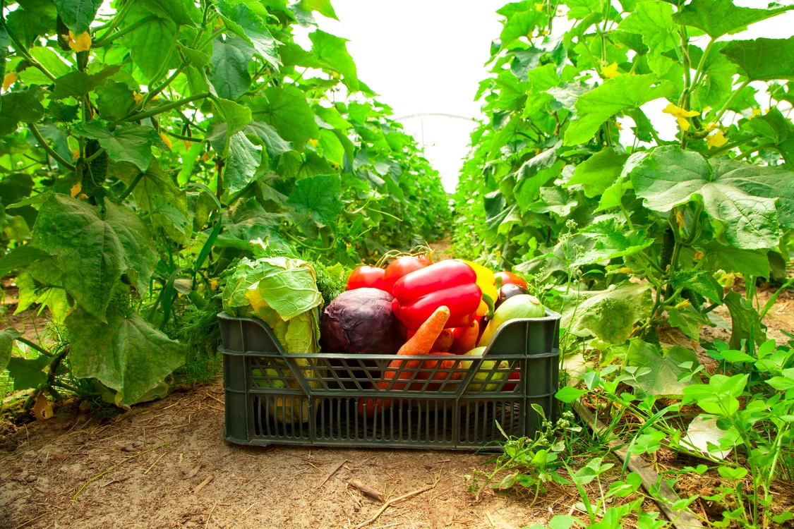 Luna iunie este perfectă pentru anumite legume