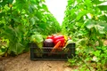 cutie cu legume din sera Foto Shutterstock