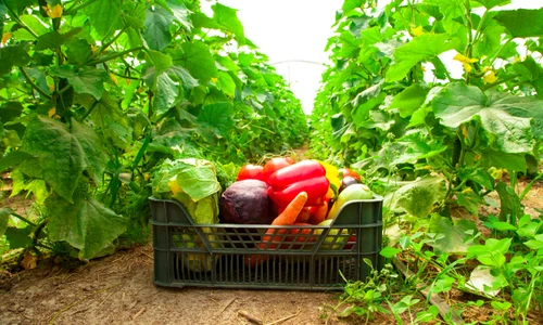 cutie cu legume din sera Foto Shutterstock