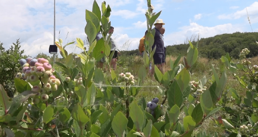 Afine „BIO” de Argeș. Cum au izbutit doi cultivatori locali să obțină recunoașterea europeană