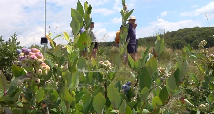 Plantația e certificată ecologic. FOTO CJ Argeș