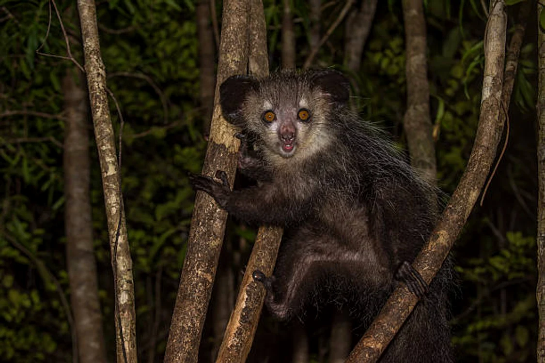 Animalul este în pericol datorită deforestării din Madagascar
