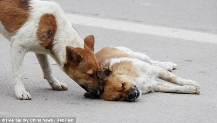 câine loial FOTO Daily Mail