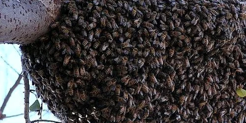 Satu Mare: Bărbat din Tăşnad atacat de viespi