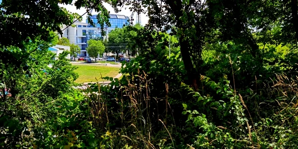 vegetatie centrtul Bacaului FOTO Lucian Daniel Stanciu Viziteu 2