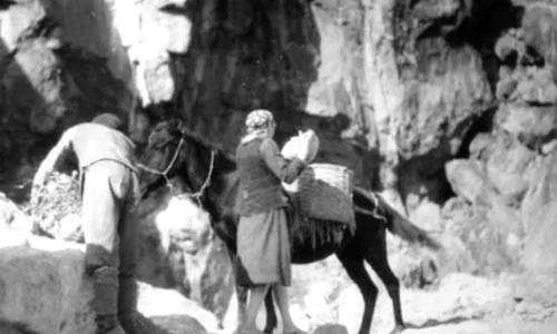 Munţii Apuseni (Roşia Montană) – Transportul minereului de aur la şteampuri. Fotografie din perioada interbelică realizată de Bazil Roman (© iMAGO Romaniae)