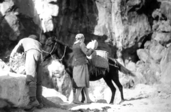 Munţii Apuseni (Roşia Montană) – Transportul minereului de aur la şteampuri. Fotografie din perioada interbelică realizată de Bazil Roman (© iMAGO Romaniae)